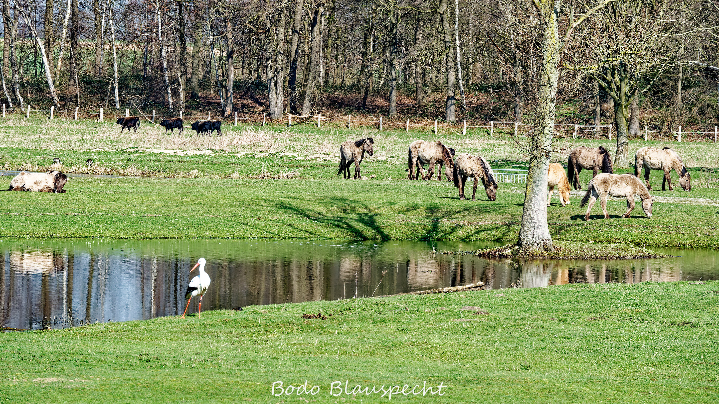 Konik   Samson  Steveraue 2020.03.14 11.11 04 WEB